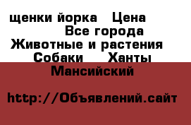 щенки йорка › Цена ­ 15 000 - Все города Животные и растения » Собаки   . Ханты-Мансийский